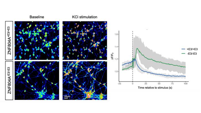 ZNF804A expression and connection strength between neurons