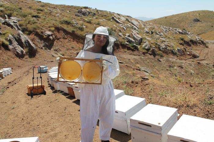Fulya Extracting Multifloral Honey from a Field Site