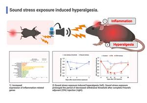 Exposure to stress calls emitted by mice experiencing pain triggers inflammation and pain responses in naïve mice
