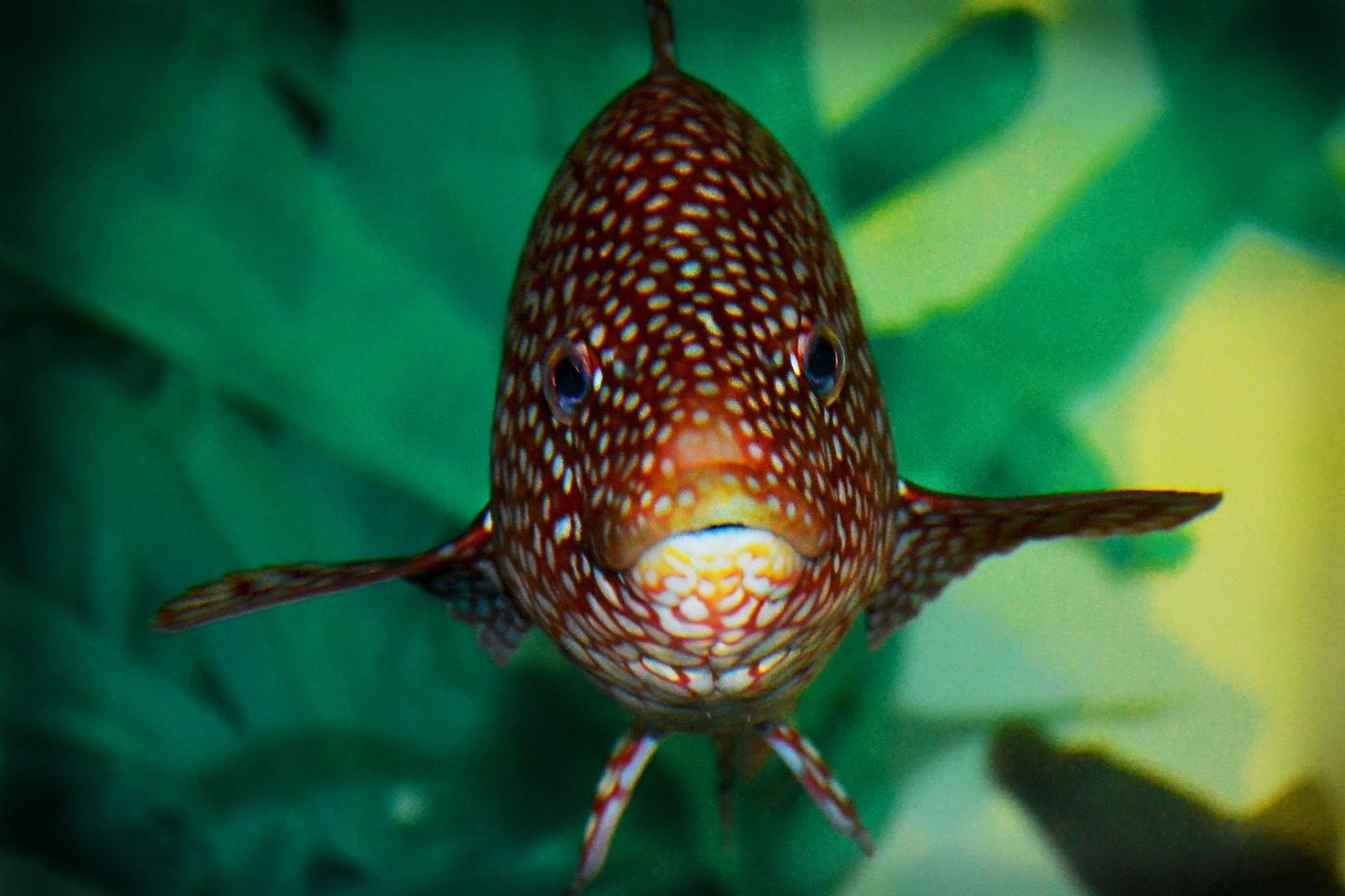 Wrasse