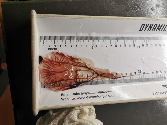 Measuring Jellyfish