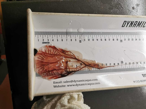 Measuring Jellyfish
