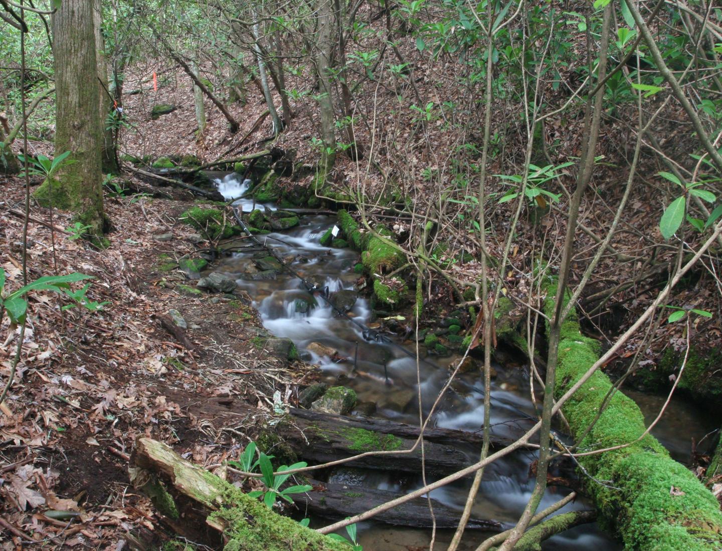 Ecosystem Services in Streams