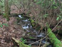Ecosystem Services in Streams