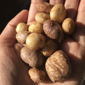 Ancient use and long-distance transport of the Four Corners Potato (Solanum jamesii) across the Colorado Plateau: Implications for early stages of domestication