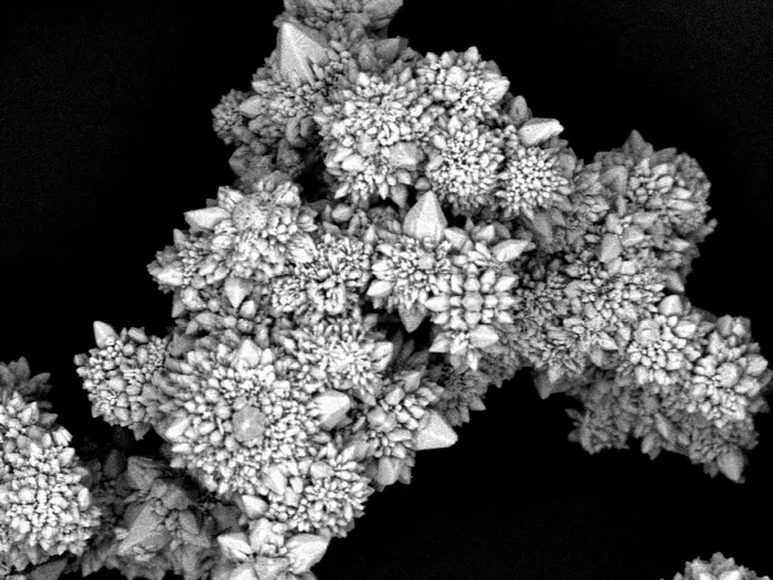 SEM Micromotor cluster