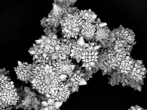 SEM Micromotor cluster