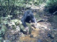 Chimpanzee Fishing for Crabs (Image)