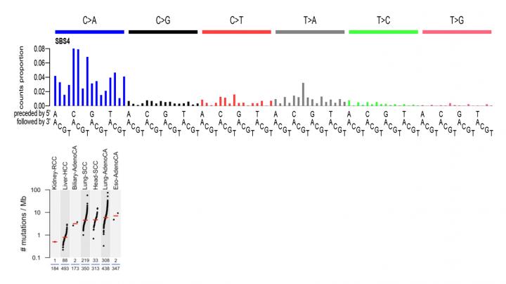 SBS4 and Cancer Types in Which the Signature Is Found