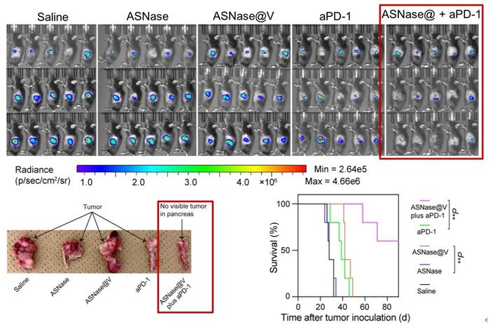 Therapeutic Efficacy of the ASN-Loaded Stealth Nanoreactor in Combination with Anti-PD-1