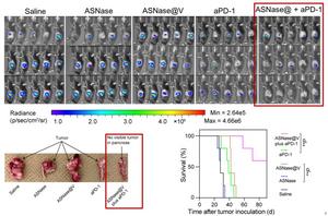 Therapeutic Efficacy of the ASN-Loaded Stealth Nanoreactor in Combination with Anti-PD-1