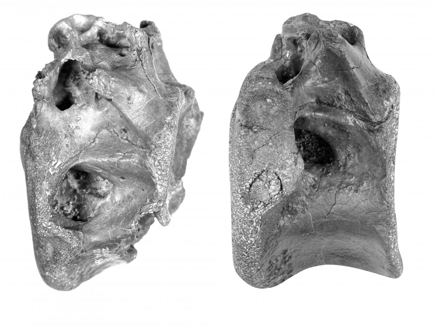 Still Image of Bones