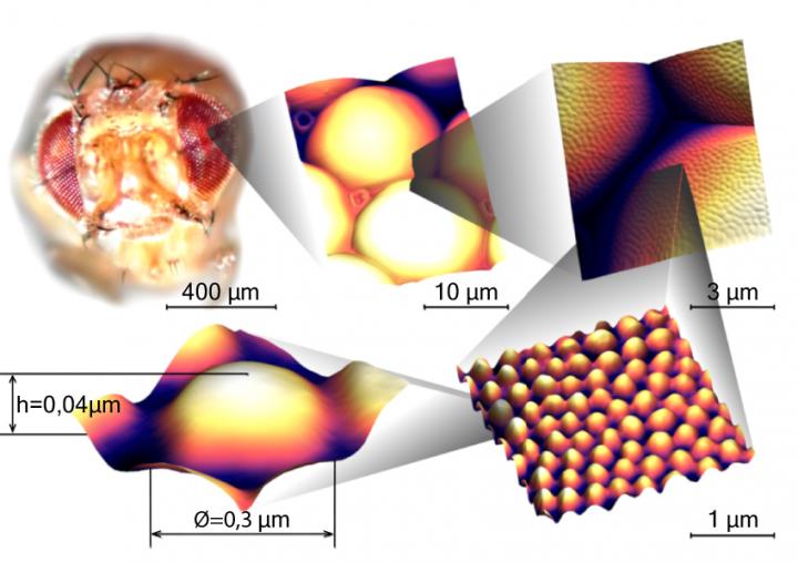 Successive Enlargements of a Fly's Eye