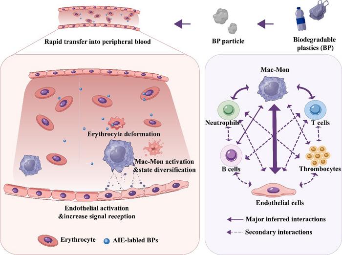 HOW THE BIODEGRADABLE PLASTICS INFLUENCE FISH BLOOD SYSTEM.