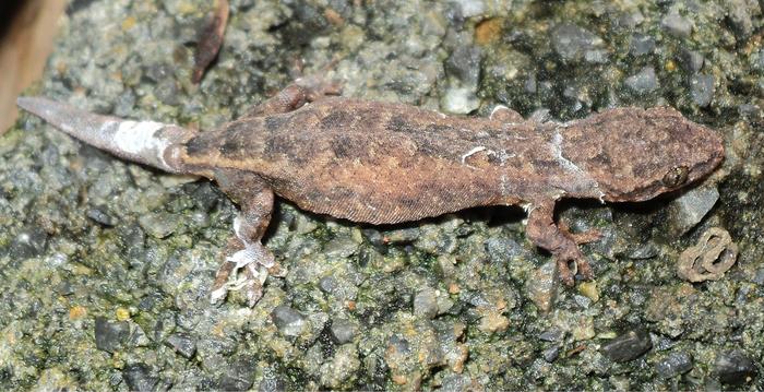Female paratype of Hemiphyllodactylus ziegleri