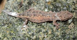 Female paratype of Hemiphyllodactylus ziegleri