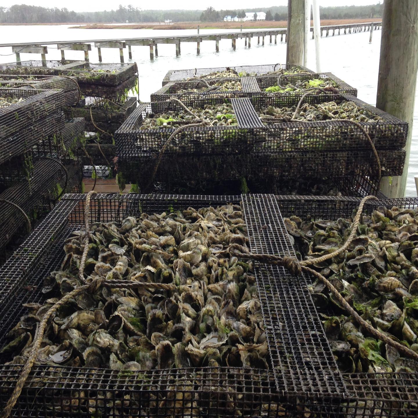 Oyster Cages