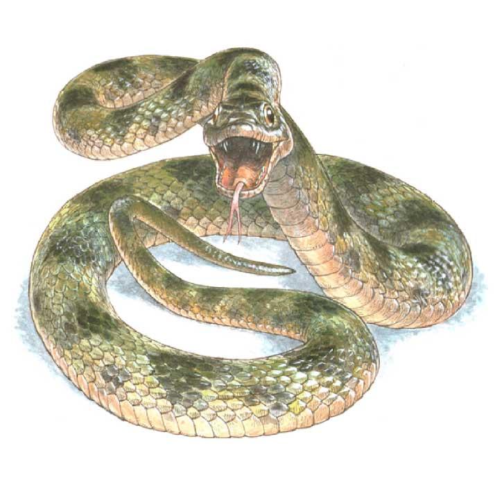 Snake Reconstruction