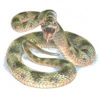 Snake Reconstruction