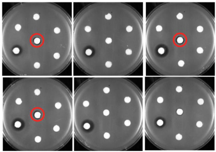 Killing Drug-Resistant Bacteria