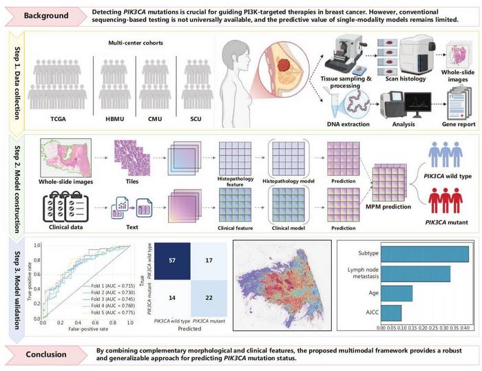 Study flowchart. In this study, we developed a multimodal artificial intelligence framework to predict PIK3CA mutations in breast cancer.
