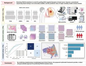 Study flowchart. This study developed a multimodal artificial intelligence framework to predict PIK3CA mutations in breast cancer.