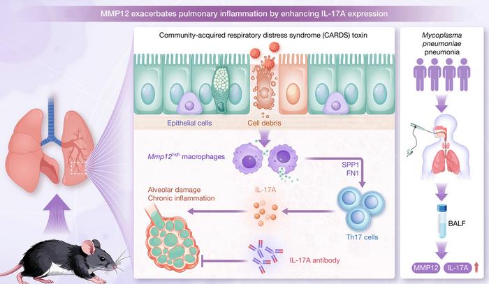 MMP12 exacerbates pulmonary inflammation by enhancing IL-17A expression