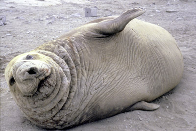 Southern Elephant Seal