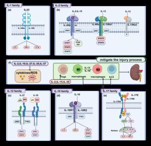 Figure 3. Mechanisms of Interleukins (ILs) in Ameliorating AKI Progression