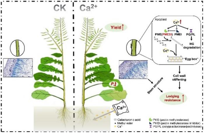 RESEARCHERS EXAMINED HOW CALCIUM SYNERGISTICALLY ENHANCES BOTH LODGING RESISTANCE AND YIELD IN RAPESEED. THIS DISCOVERY BREAKS THE TRADITIONAL TRADE-OFF, OFFERING A NEW APPROACH TO ACHIEVE HIGHER YIELDS AND STRONGER STEMS.