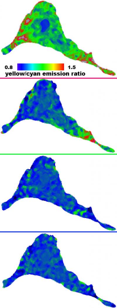 Snapshots of Heart Cells in Action