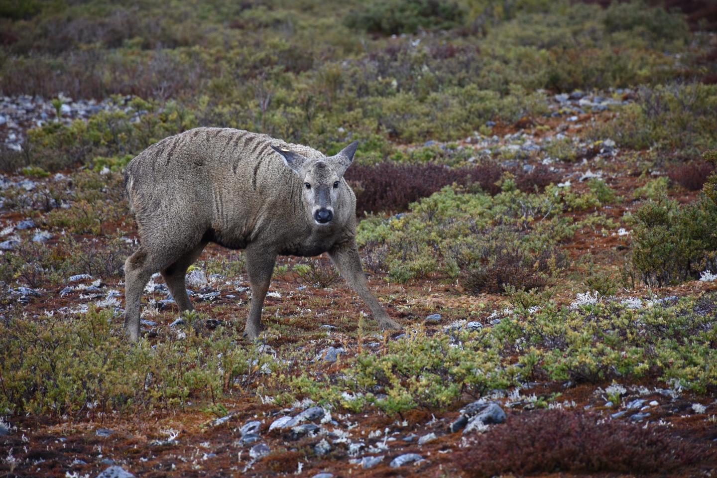 Huemul