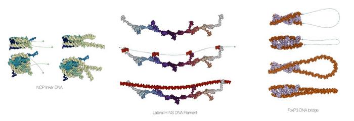 Examples that highlight the building of biomolecular assemblies with MDNA