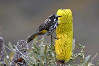 New Holland honeyeater 2