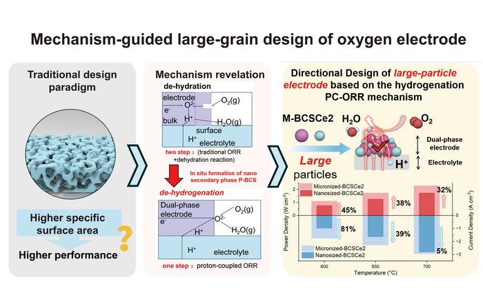 Mechanism-guided large-grain design of BaCoO3 oxygen electrode