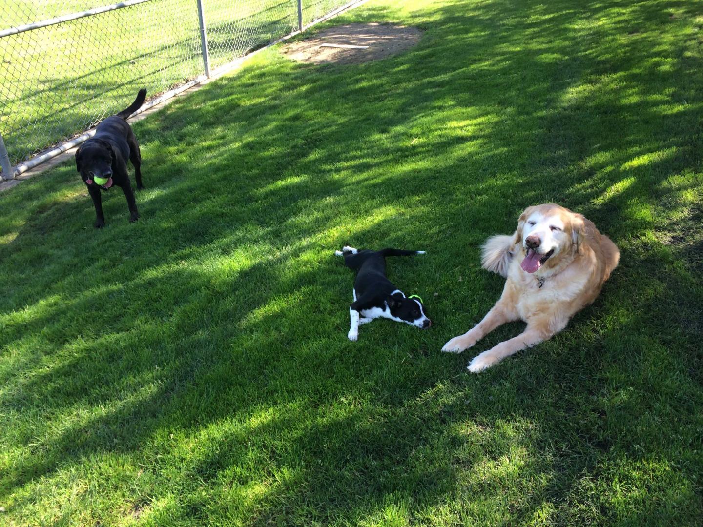 Shelter Dogs that Rest More during the Day May Show Signs of Improved Welfare