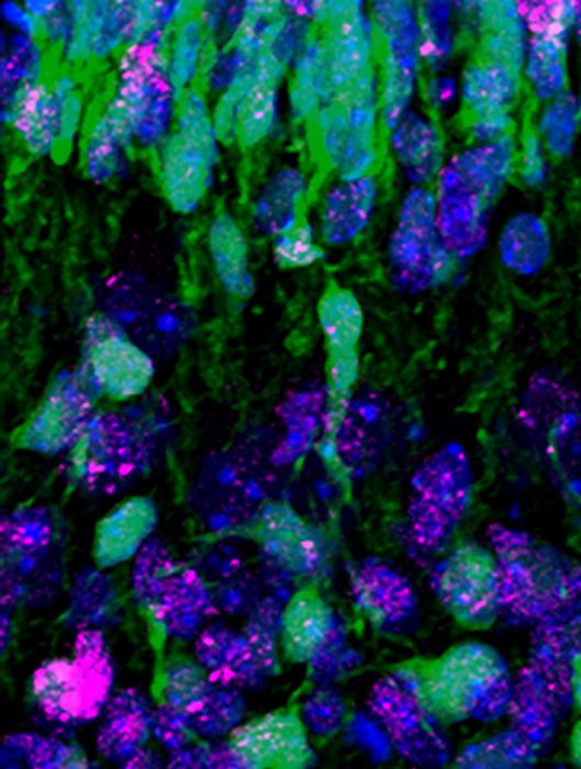 DNA in neurons is damaged and repaired during brain cortex formation