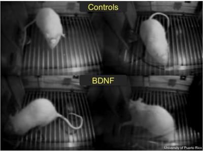 Rats Freezing to a Tone (2 of 2)