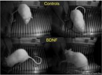 Rats Freezing to a Tone (2 of 2)