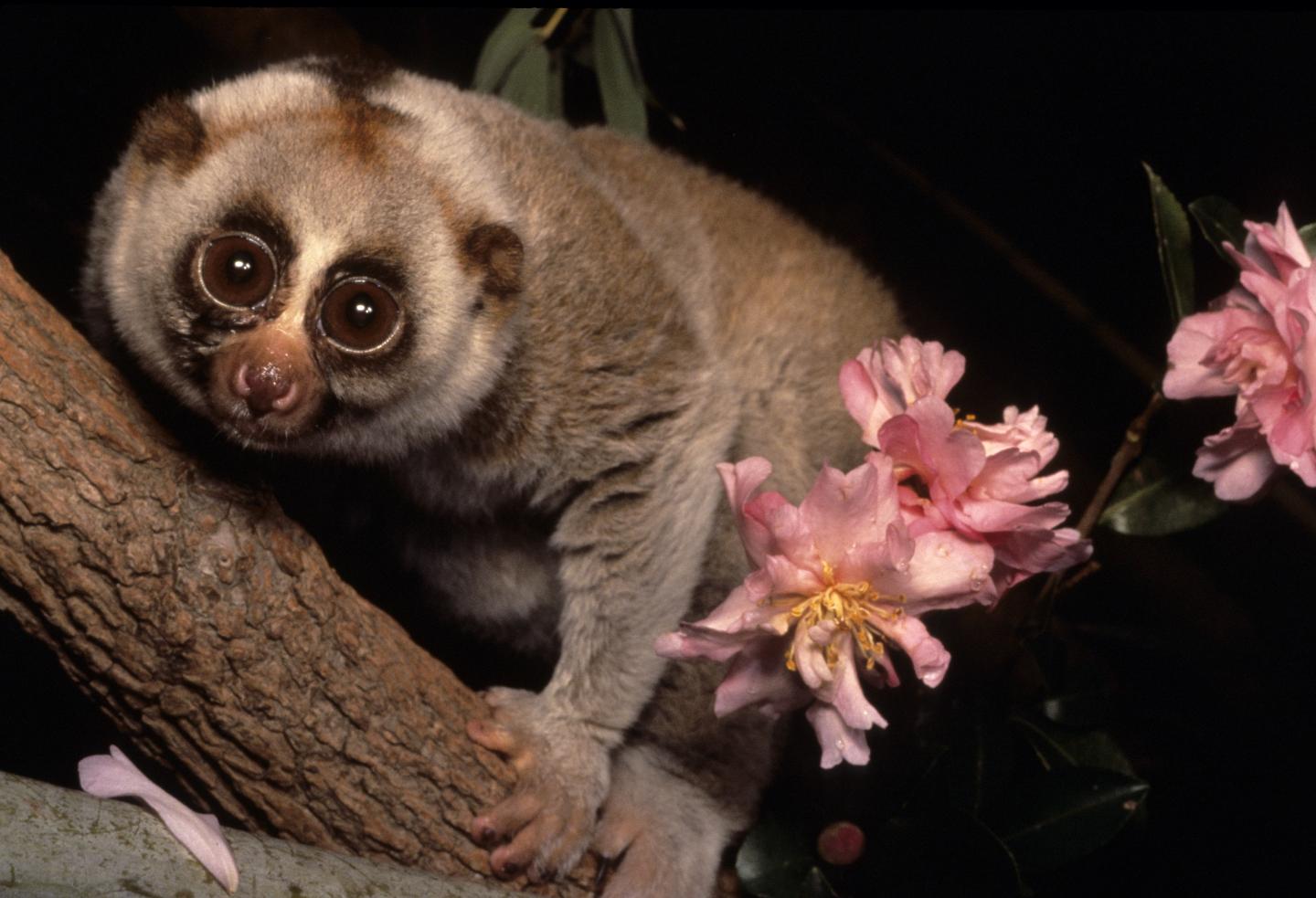 The Slow-Loris
