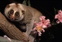 The Slow-Loris