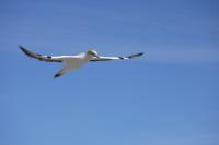 Australasian Gannet