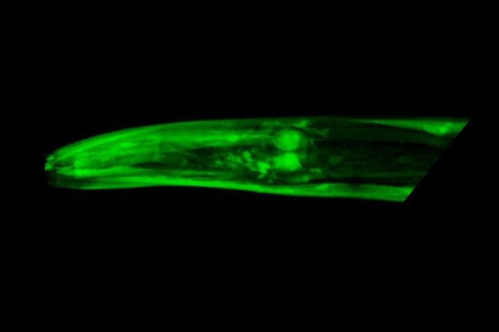 Elpc-2 Expression in <em>C. elegans</em>