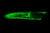 Elpc-2 Expression in <em>C. elegans</em>