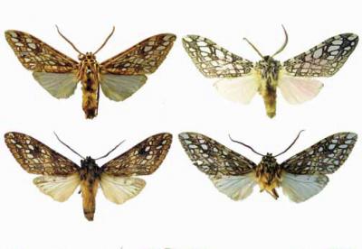 Tigermoths