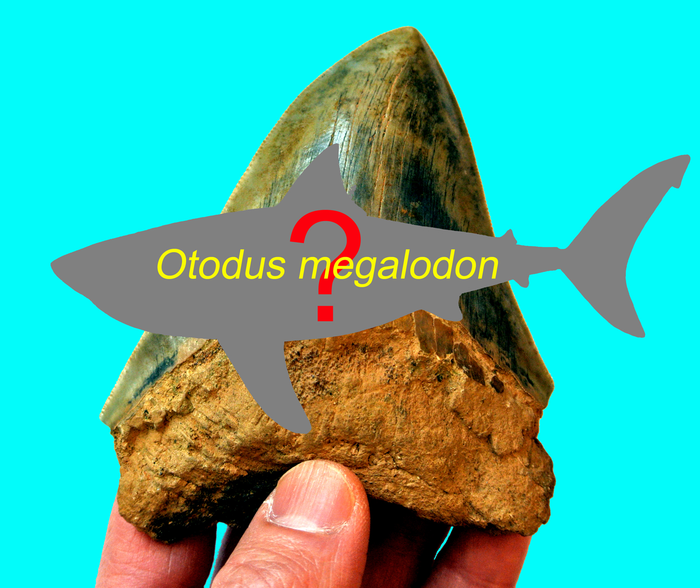 Mysterious Megalodon