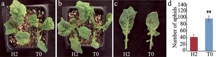 Aphid resistance of leaves with trichomes.