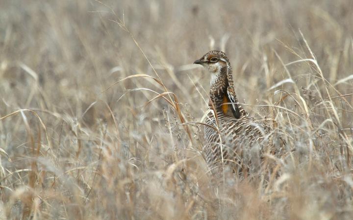 Male Greater Prairie-Chicken