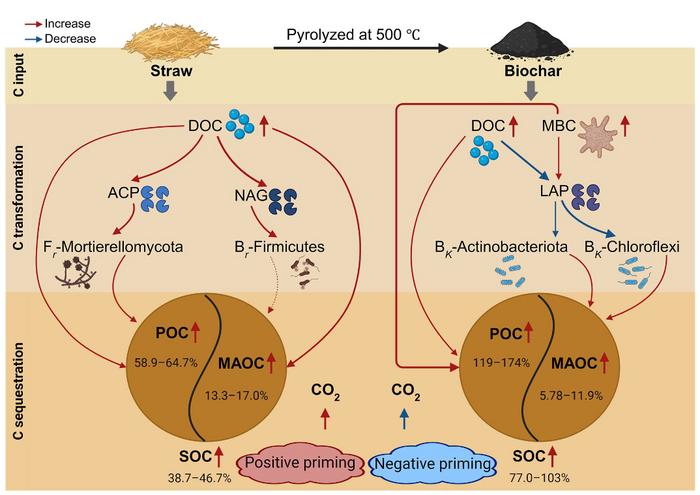 Microbial life-history strategies mediate differential effects of straw and biochar amendments on soil POC/MAOC dynamics and SOC sequestration