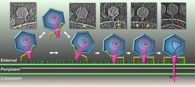 How T7 Infects Cells